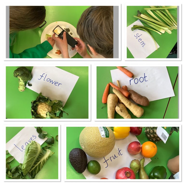 Skylark Class Explore 'Food Glorious Food' Topic - Lower Heath CE ...