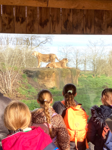 Lower Heath School Pupils at Chester Zoo